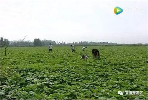 90后大學(xué)生返鄉(xiāng)創(chuàng)業(yè)當(dāng)上“地瓜粉條王”